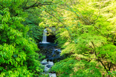 新緑と滝