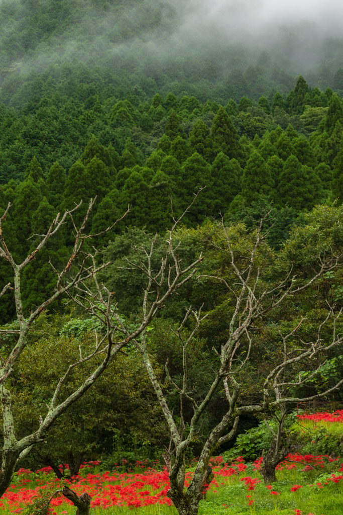 霞む森