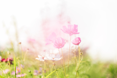 夢幻の秋桜