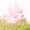夢幻の秋桜