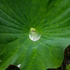 蓮の花④
