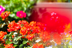 薔薇園３