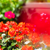 薔薇園３