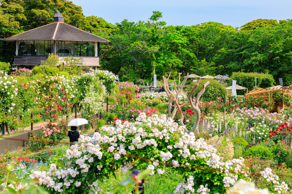 薔薇園