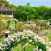 薔薇園