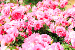 薔薇園