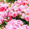 薔薇園