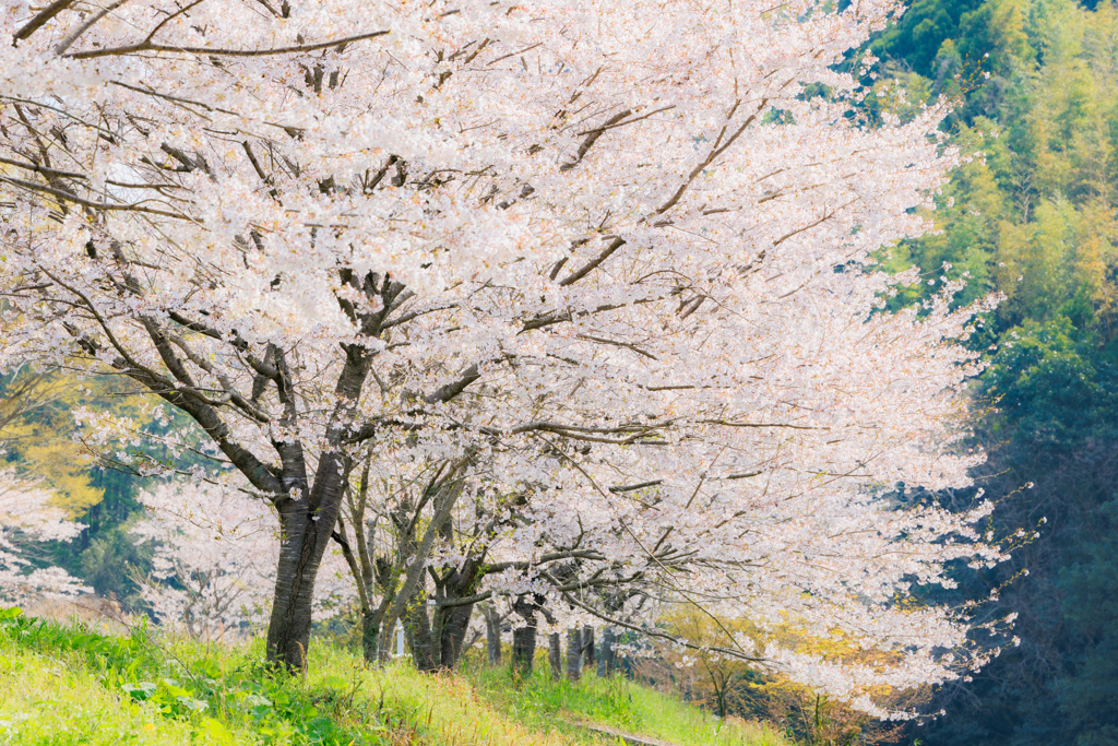 桜満開