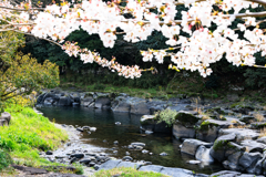 渓谷と桜