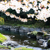 渓谷と桜