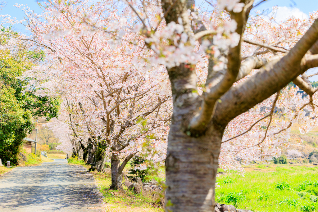 桜模様
