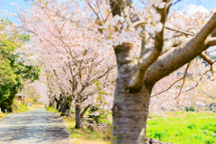 桜模様