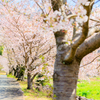 桜模様