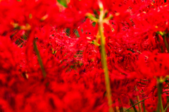 紅一色