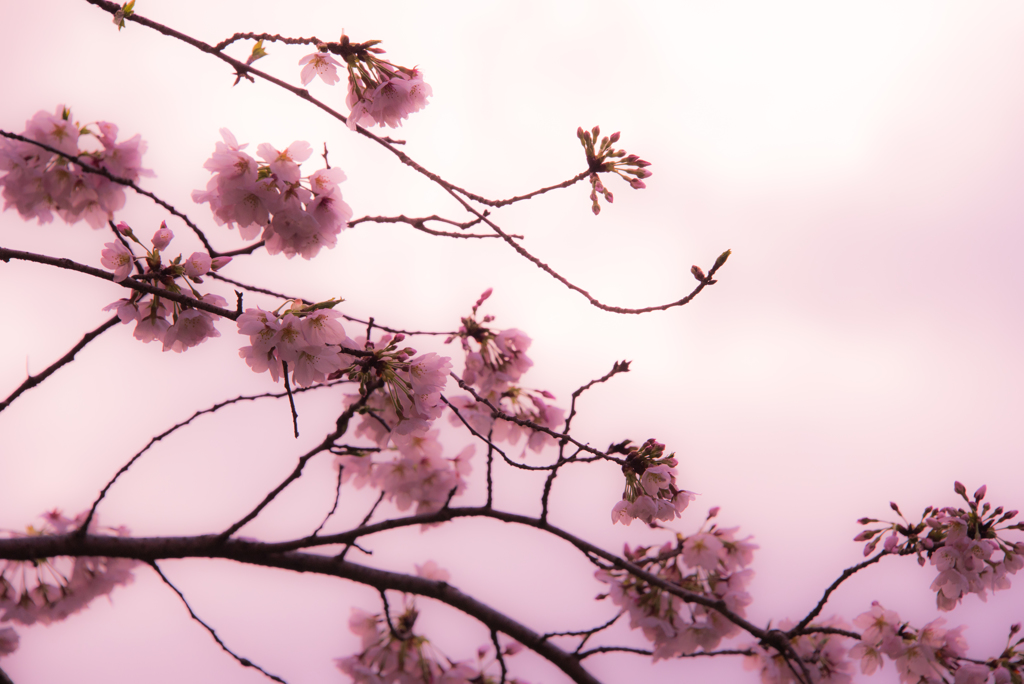 夕日桜