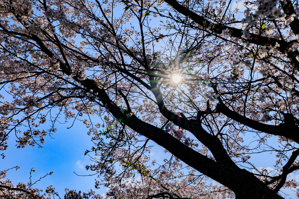 光条と桜