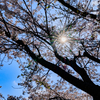 光条と桜