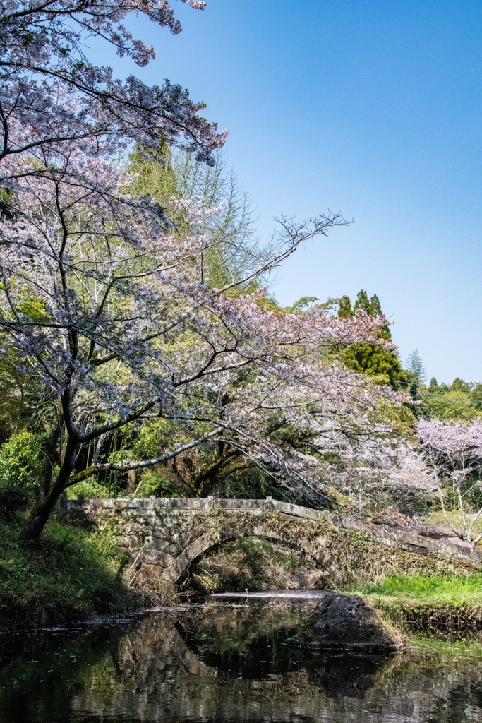 橋と桜