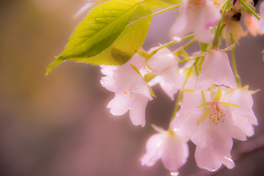雨露桜