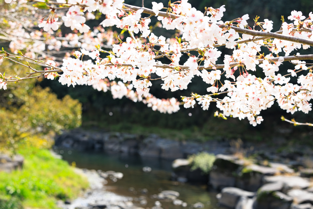 桜と渓谷