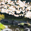桜と渓谷