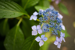 自宅庭の紫陽花①