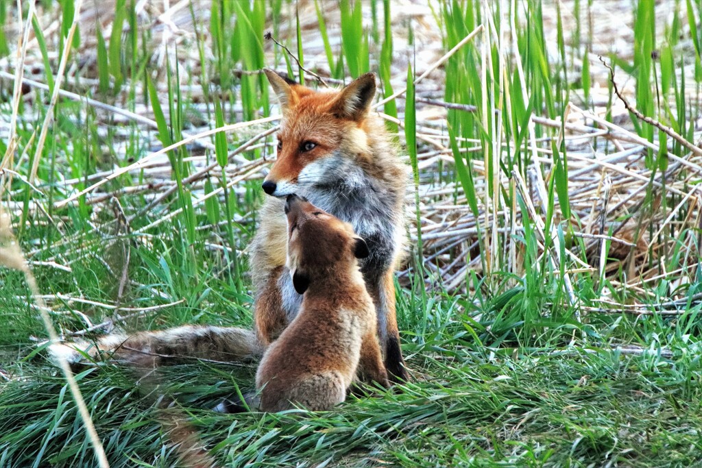 キタキツネ物語Ⅱ(子育て）