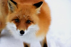 キタキツネ物語 キタキツネ物語