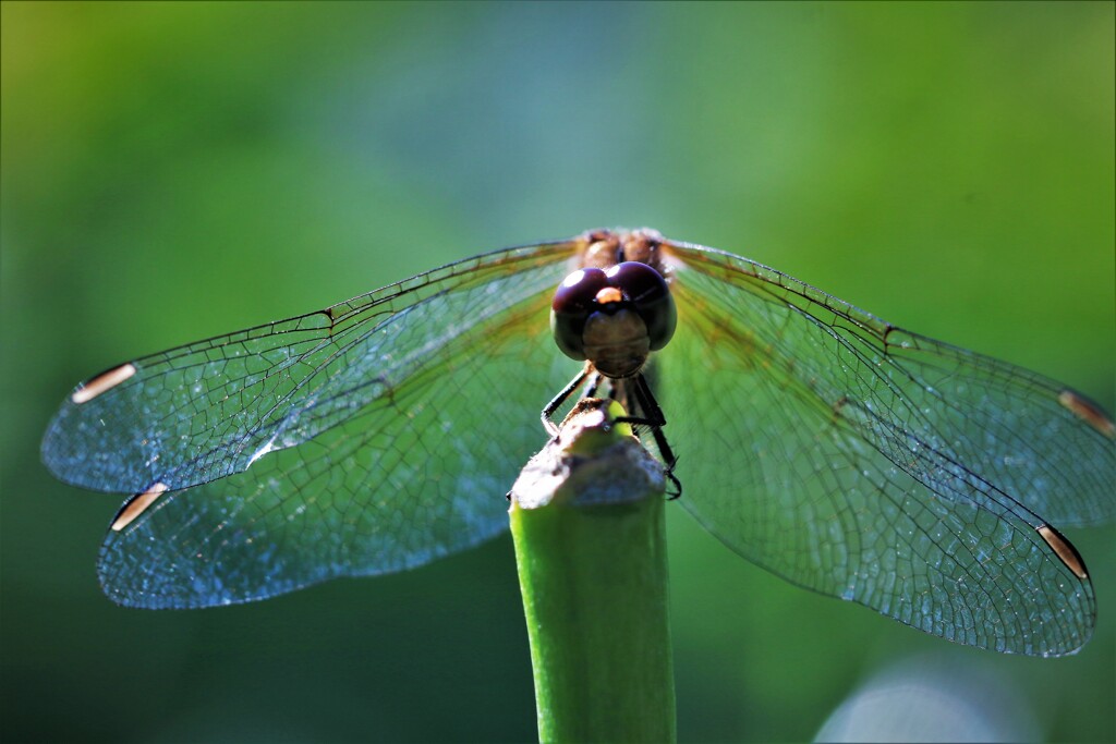 トンボ