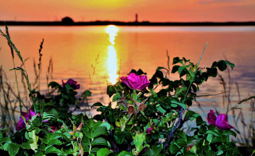 ハマナス花と夕陽