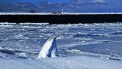 凍てつく石狩川河口