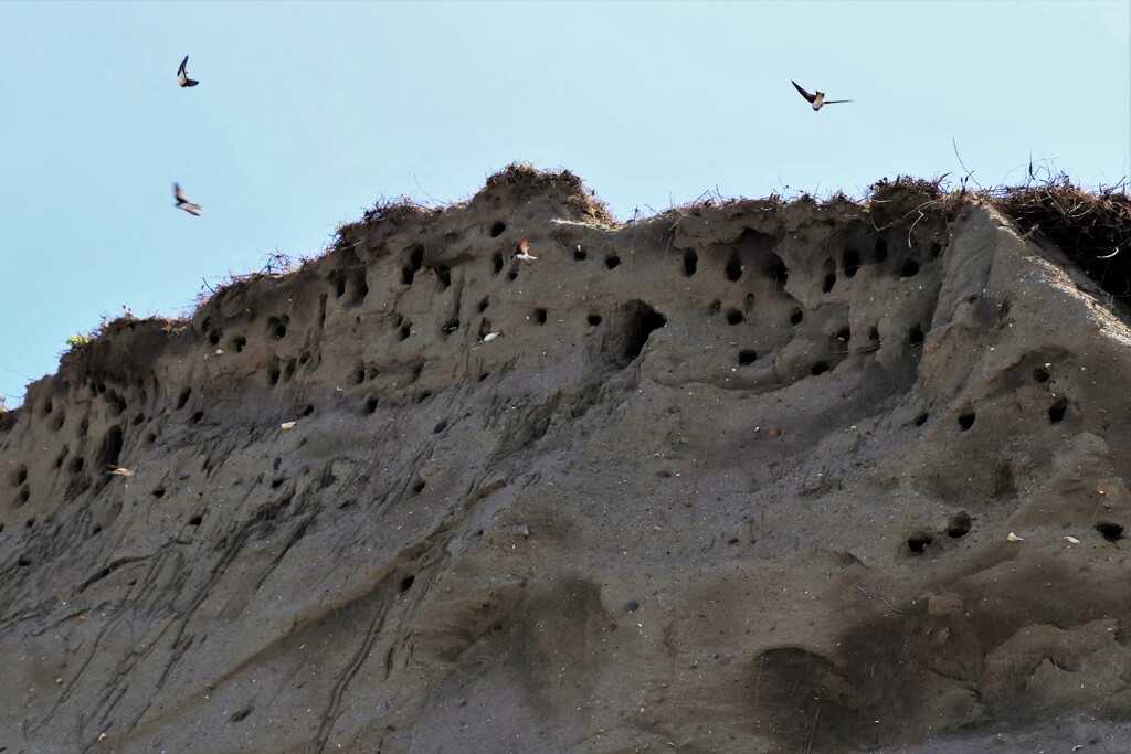 イワツバメの巣