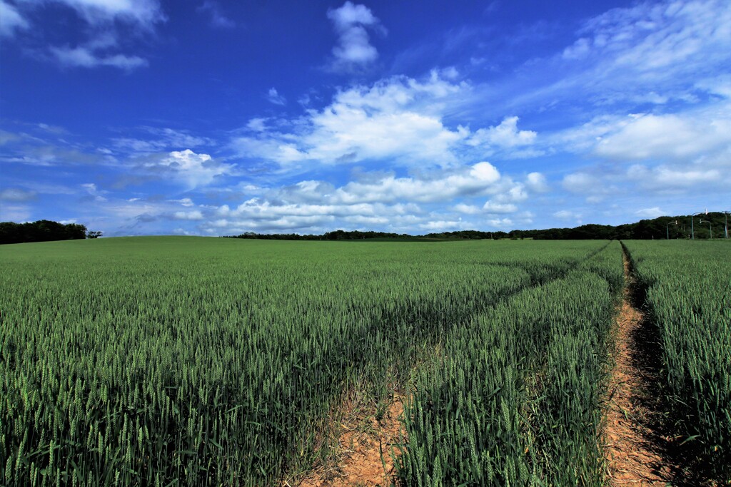 麦畑