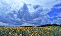 北竜町、ひまわりの里