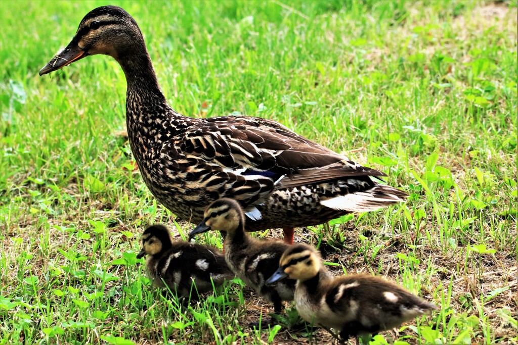 カルガモの親子