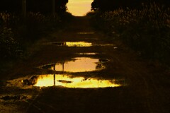 雨上がり(水溜まり）
