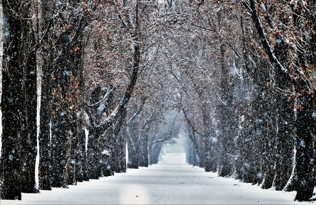 雪は降るあなたは来ない♪