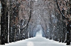 雪は降るあなたは来ない♪