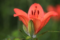 エゾスカシユリ