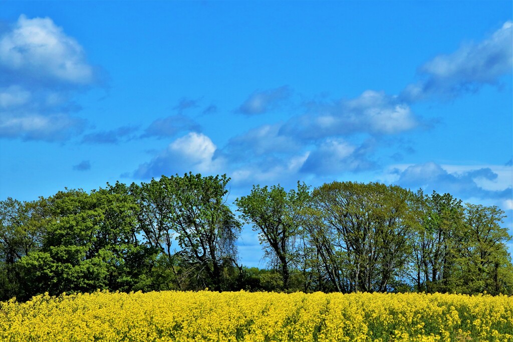 大空とからし菜畑