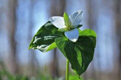 オオバナノエンレイソウ