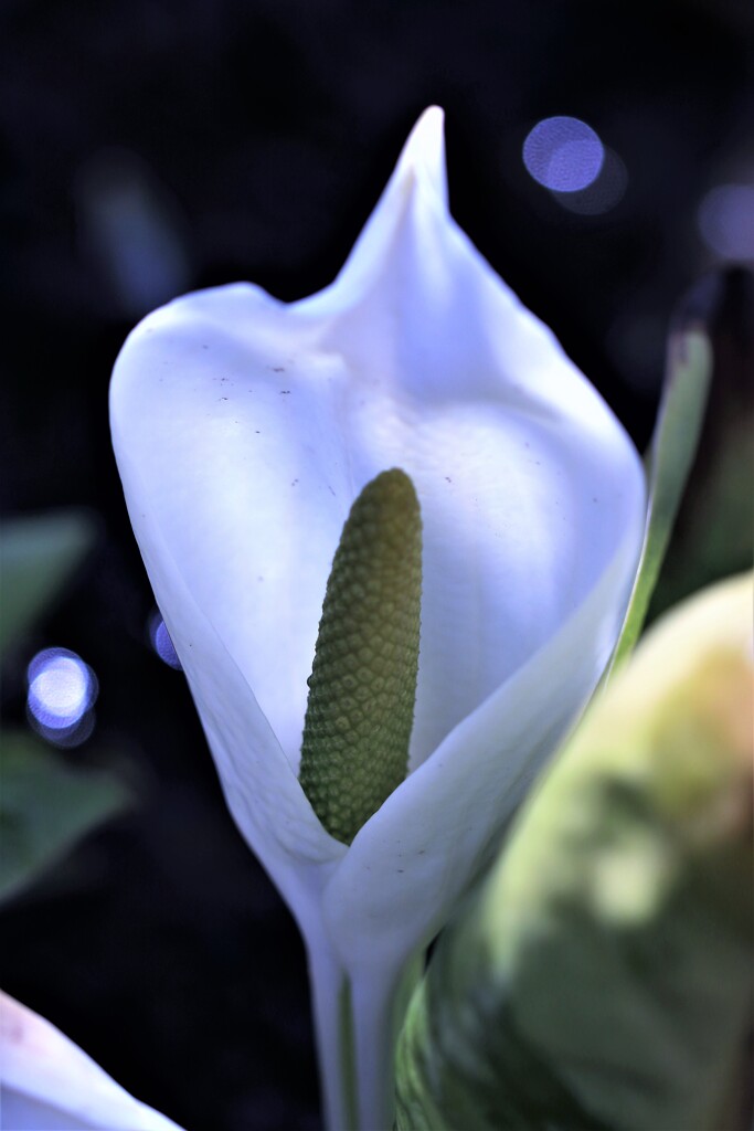 白い貴婦人(水芭蕉Ⅱ）