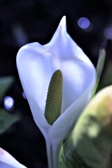 白い貴婦人(水芭蕉Ⅱ）