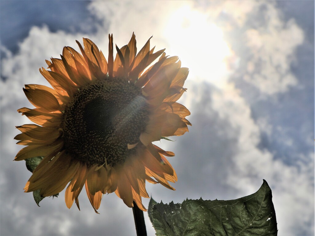 北竜町、ひまわりの里から～