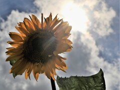 北竜町、ひまわりの里から～