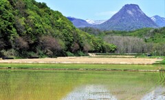 黄金山と田んぼ