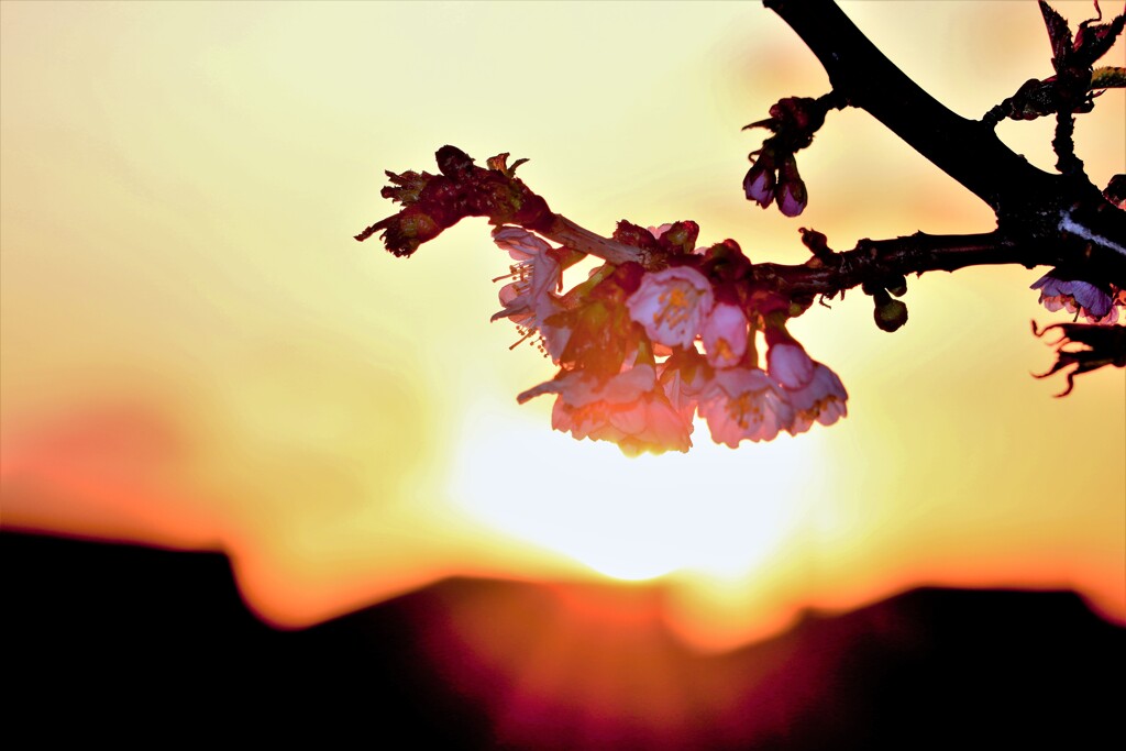 桜Ⅳ