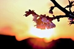 桜Ⅳ