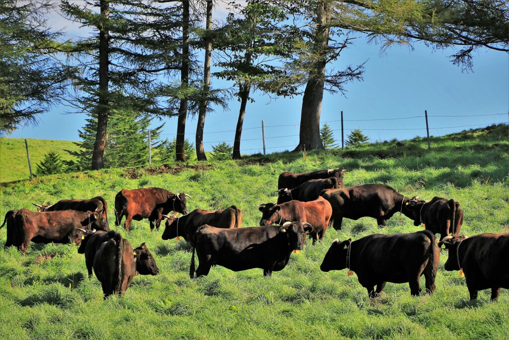 真狩美原牧場黒毛牛Ⅳ