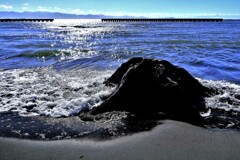 石狩河口の木の根倒木